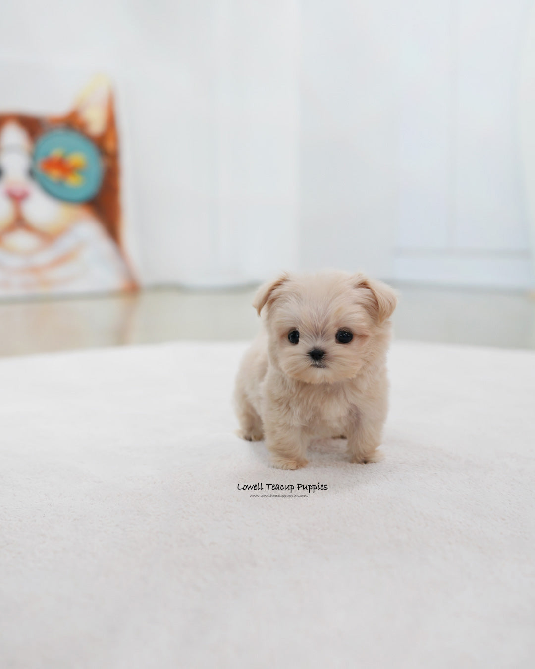 Teacup Maltipoo Male [Eden]