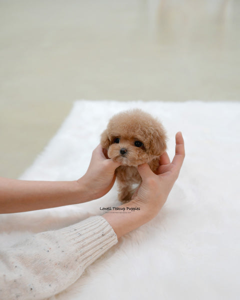 Teacup Poodle Female [Waffle]