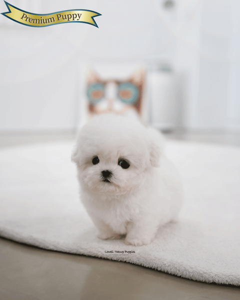 Teacup Bichon Frise Female [May]