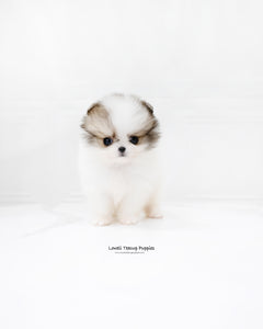 Teacup Pomeranian Male [Fubao]