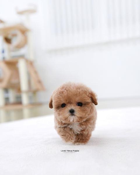 Teacup Maltipoo Male [Toto]