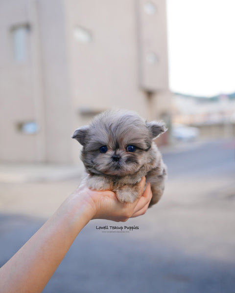 Teacup Maltipoo Male [Pip]