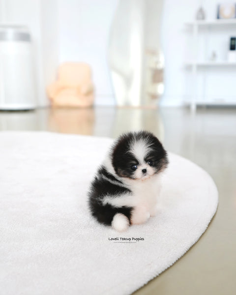 Teacup Pomeranian Female [Sage]