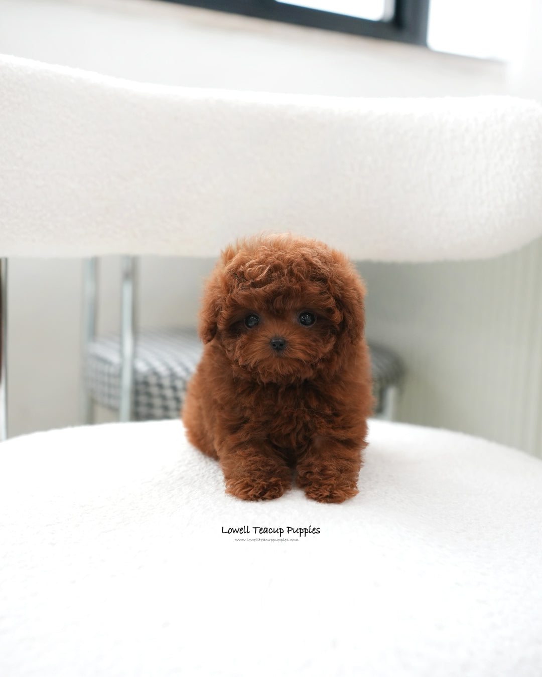 Teacup Poodle Female [Cindy]