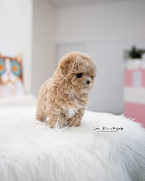 Teacup Maltipoo Female [Muffin]