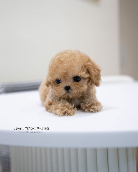 Teacup Poodle Male [Jace]