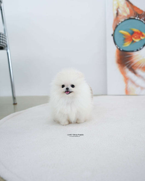 Teacup Pomeranian Male [Milk]
