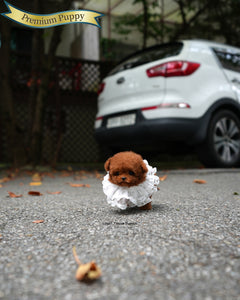 Teacup Poodle Male [Jules]