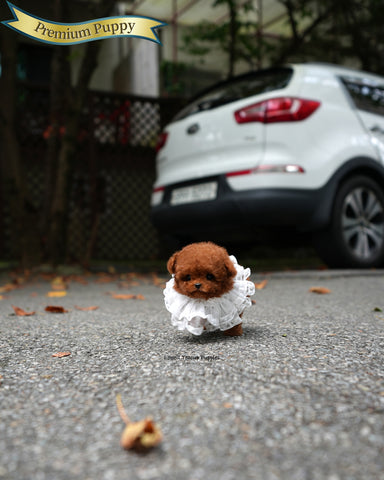 Teacup Poodle Male [Jules]