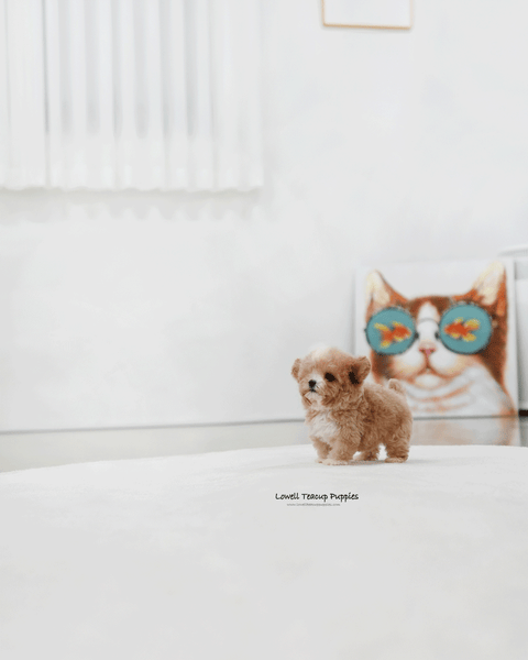 Teacup Poodle Male [Tory]