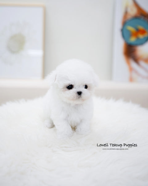 Teacup Bichon Frise Female [Bonbon]
