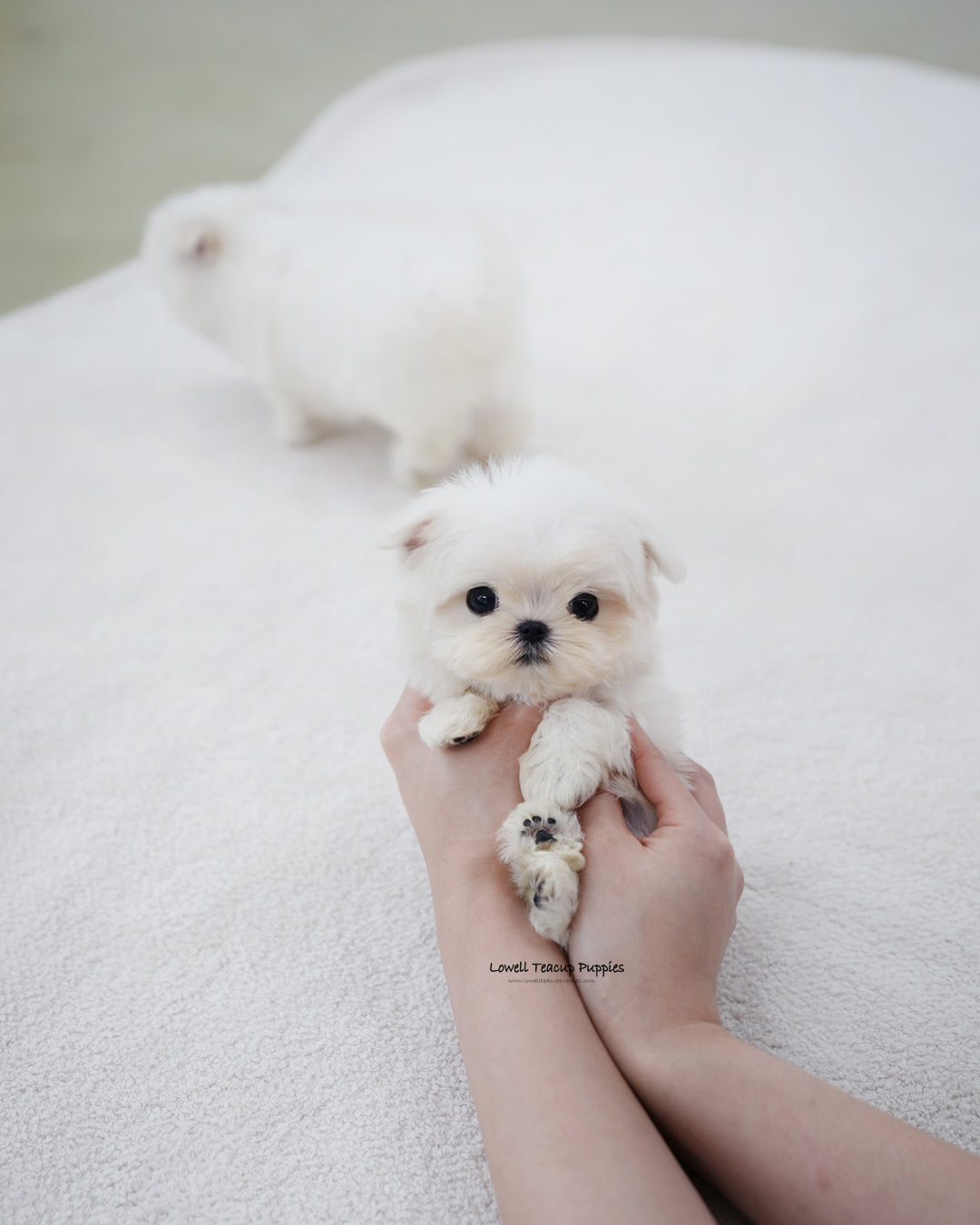 Teacup Maltese Male [Genie]