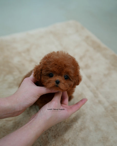 Teacup Poodle Female [Cindy]