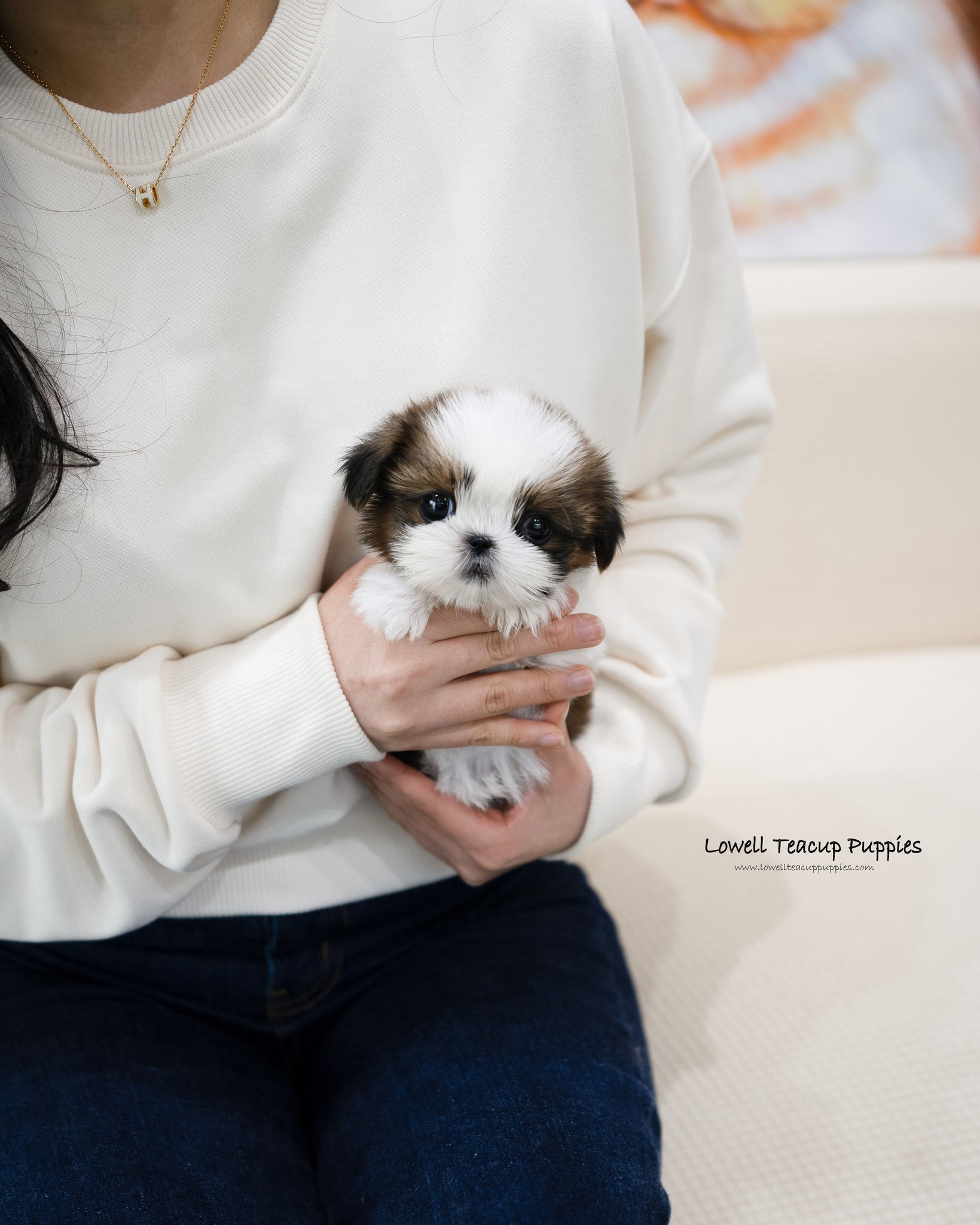 Teacup Shih tzu Female [Heidi]