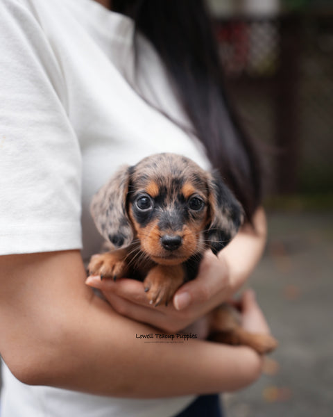 Mini Dachshund Male [Blair]