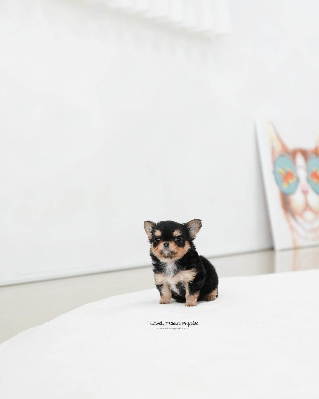 Teacup long hair Chihuahua Female [Kiel]