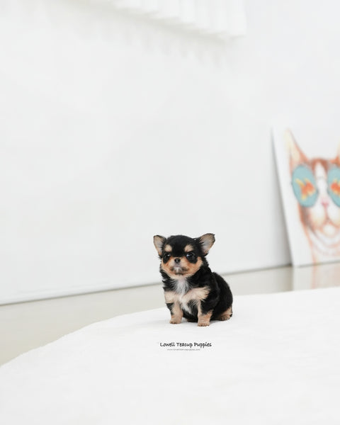 Teacup long hair Chihuahua Female [Kiel]