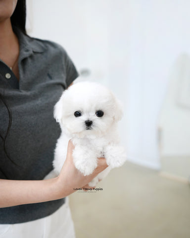 Teacup Bichon Frise Female [Fifi]
