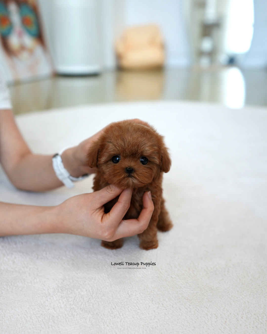 Teacup Maltipoo Female [Lizzy]