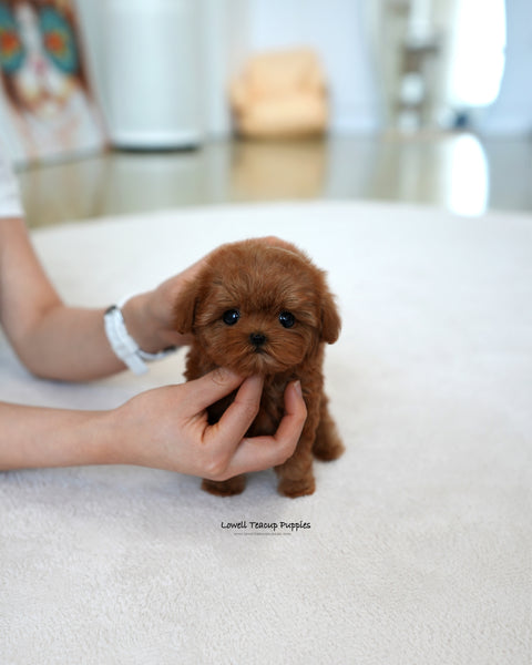 Teacup Maltipoo Female [Lizzy]