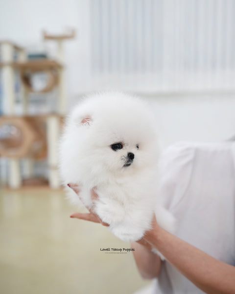 Teacup Pomeranian Male [Biscuit]