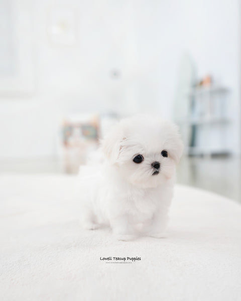 Teacup Maltese Female [Sunny]