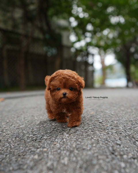 Teacup Poodle Male [Dan]