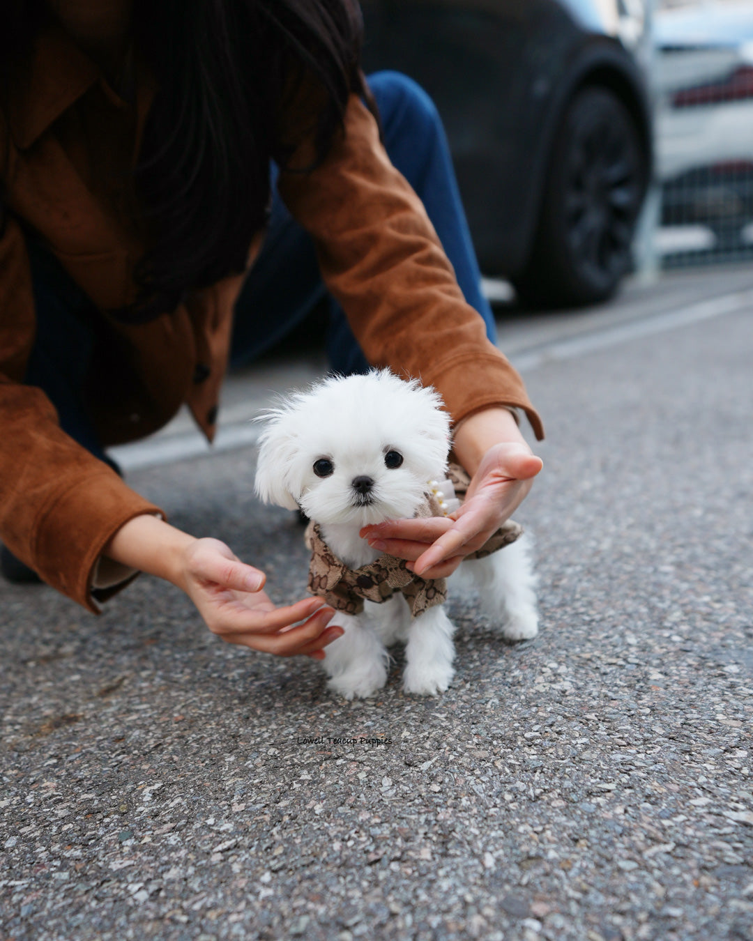 Teacup Maltese Female [Hana]