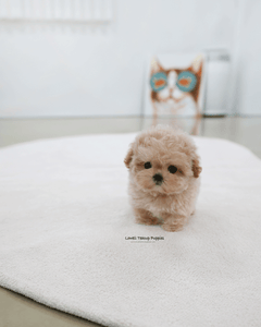 Teacup Maltipoo Female [Nina]
