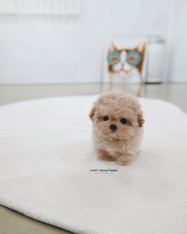 Teacup Maltipoo Female [Nina]