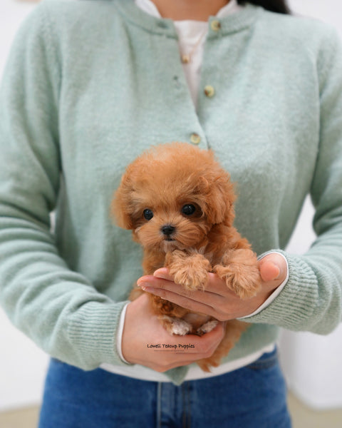 Teacup Poodle Male [Toby]
