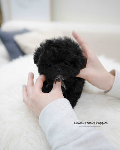 Teacup Poodle Male [Mael]