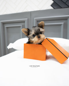 Teacup Yorkie Male [Bailey]