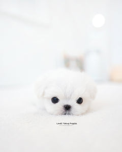 Teacup Maltese Male [Noel]