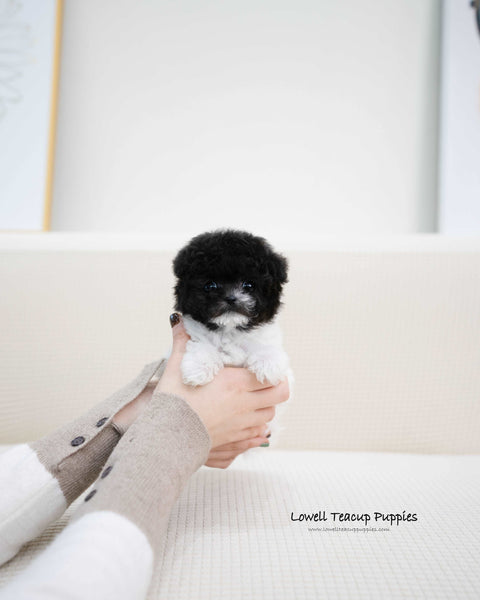 Teacup Poodle Male [Zaid]