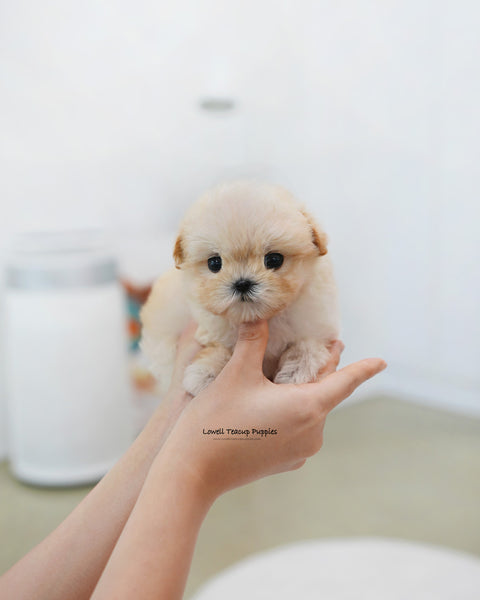 Teacup Maltipoo Female [Bunny]