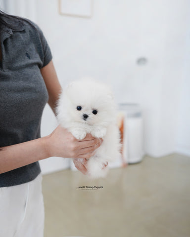 Teacup Pomeranian Female [Damie]
