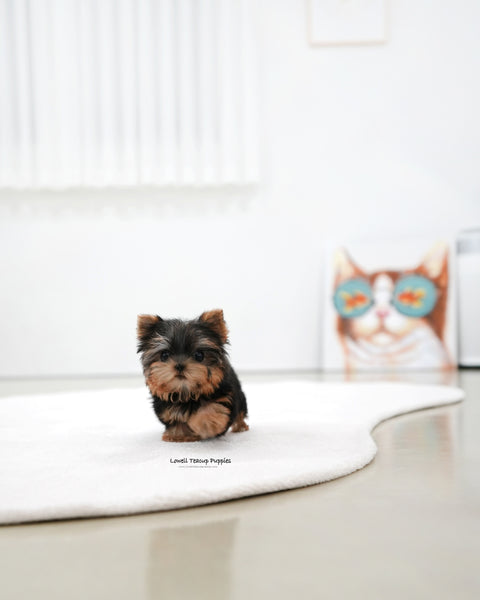 Teacup Yorkie Male [Bebe]