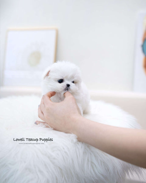 Teacup Maltese Female [Ari]