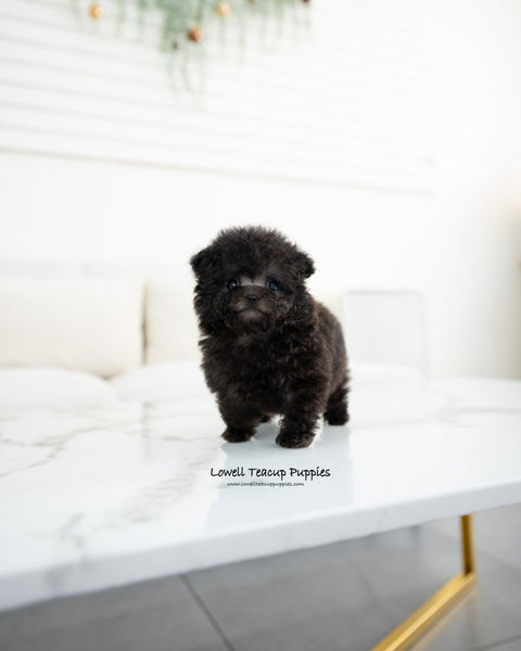 Teacup Poodle Female [Riley]