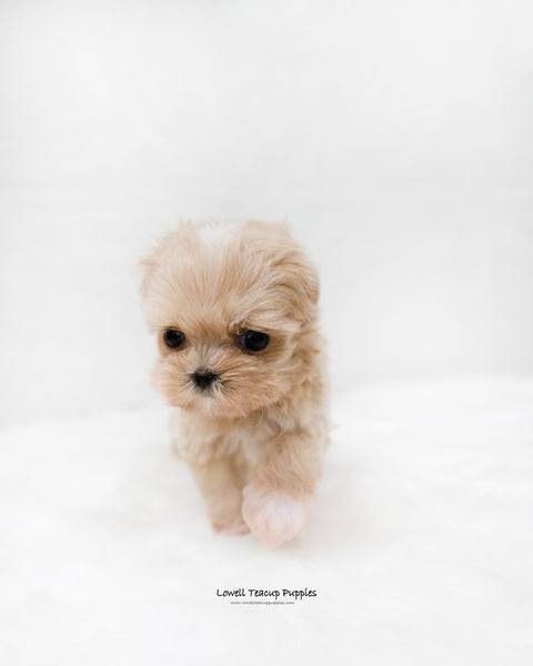 Teacup Maltipoo Male [Dicaprio]