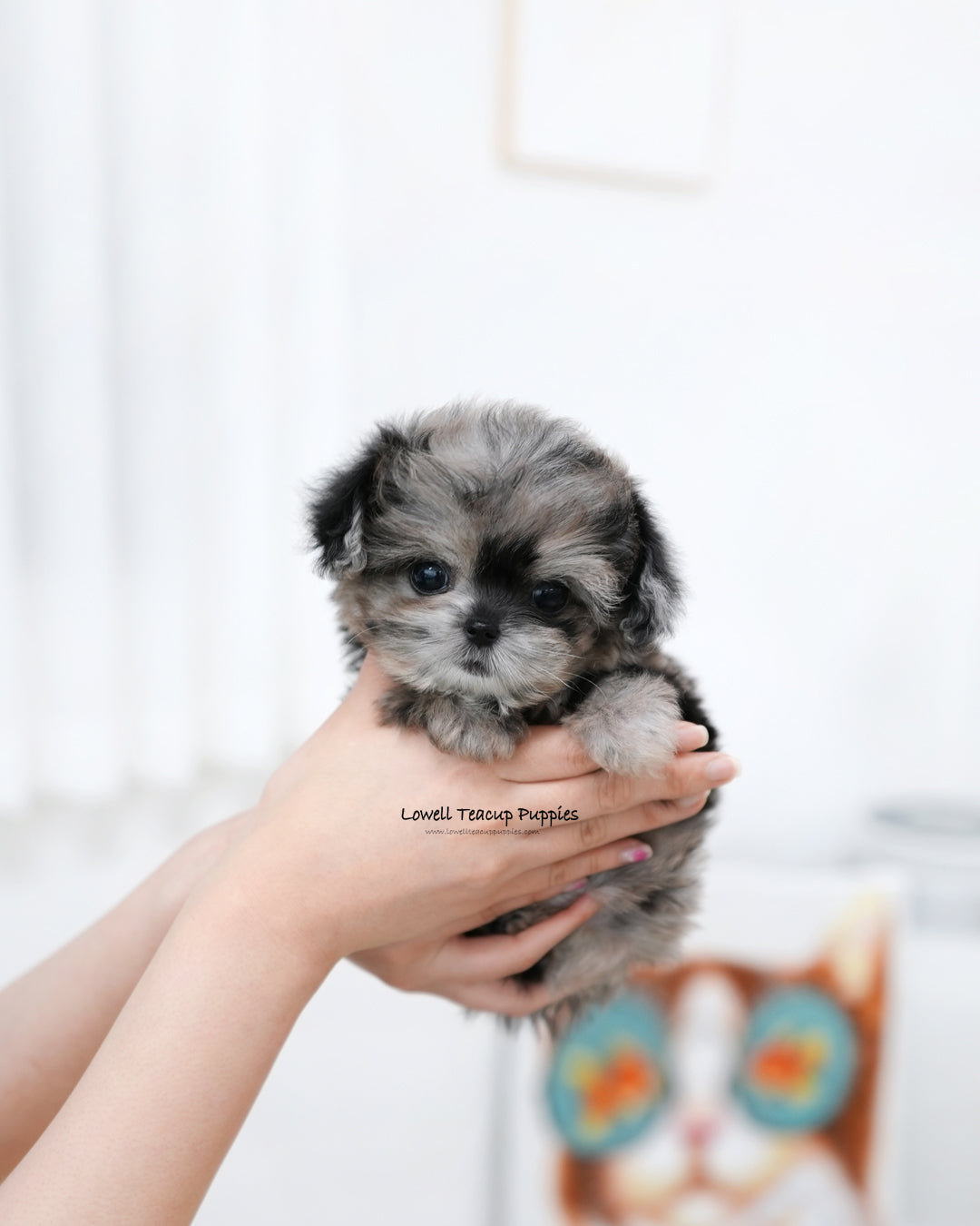 Teacup Maltipoo Female [Cory]