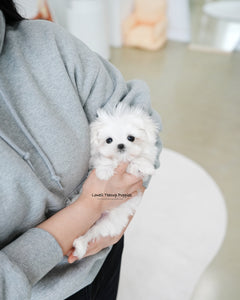 Teacup Maltese Male [Daon]