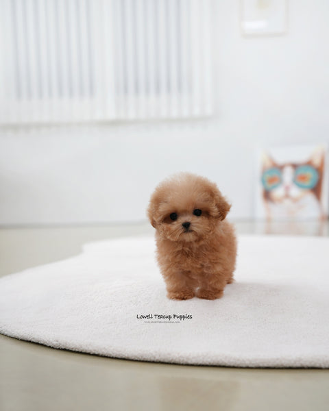 Teacup Poodle Female [Muffin]