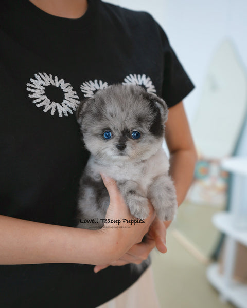 Teacup Pomeranian Female [Luxe]