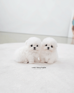 Teacup Bichon Frise Male [Max]