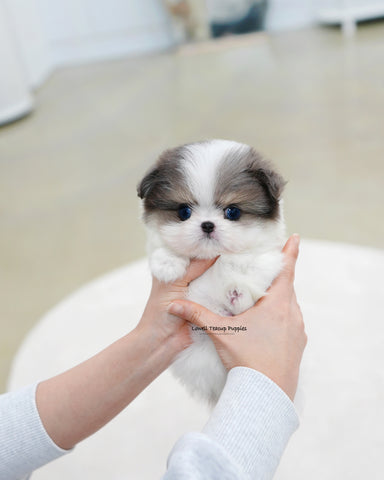 Teacup Maltipom Female [Puff]
