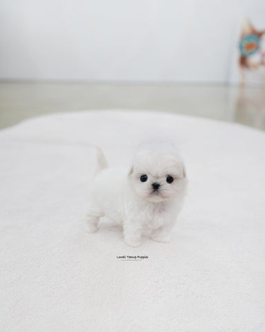 Teacup Maltese Female [Honey]