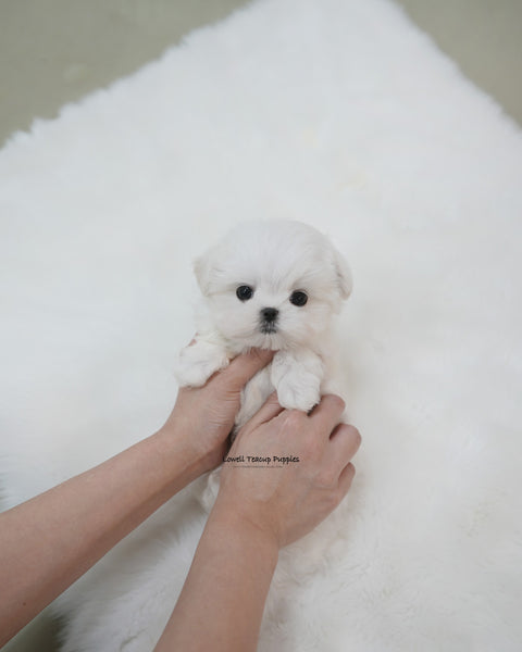 Teacup Maltese Male [Buzz]