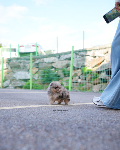 Teacup Pomeranian Male [Luc]